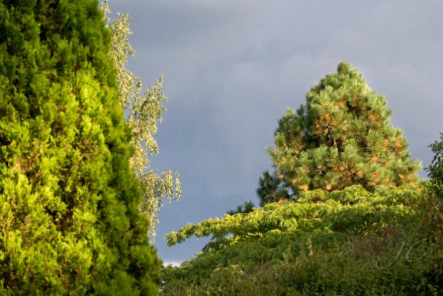 0076Arboretum Vallee aux loups.jpg - SONY DSC